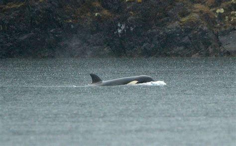 Rescuers plan helicopter airlift of orca calf stranded in Canada.
